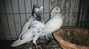 2 pairs of running Giribaz pigeons for sale