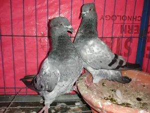 2 pairs of running Giribaz pigeons for sale