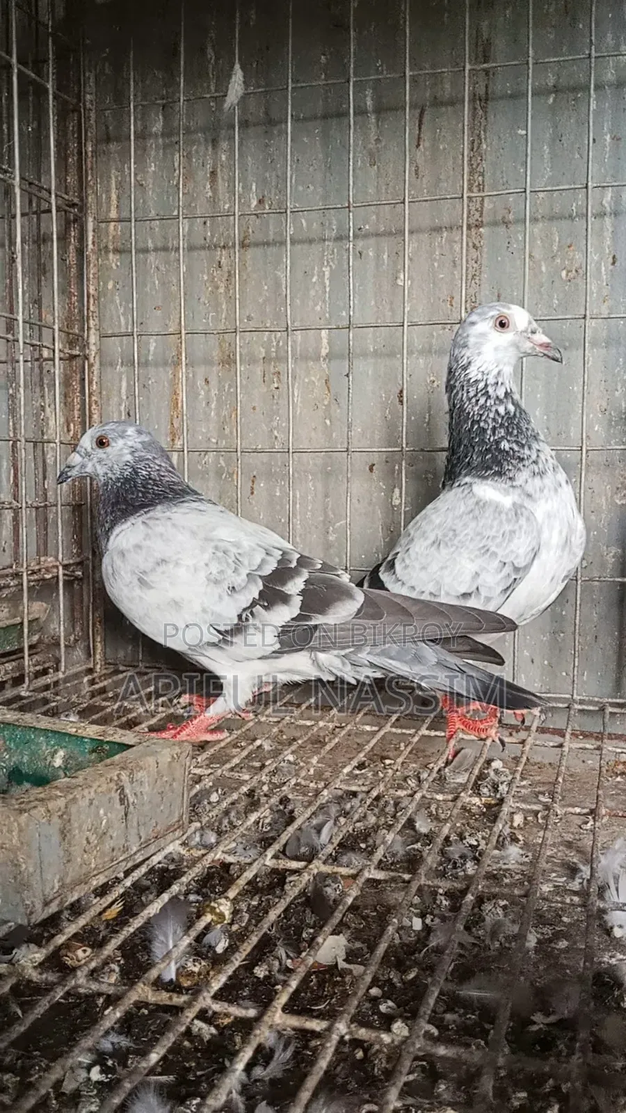 Racer and Giribaz Pigeons