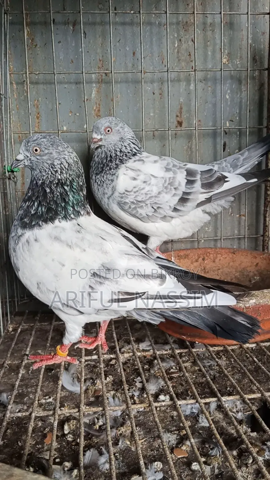 Racer and Giribaz Pigeons
