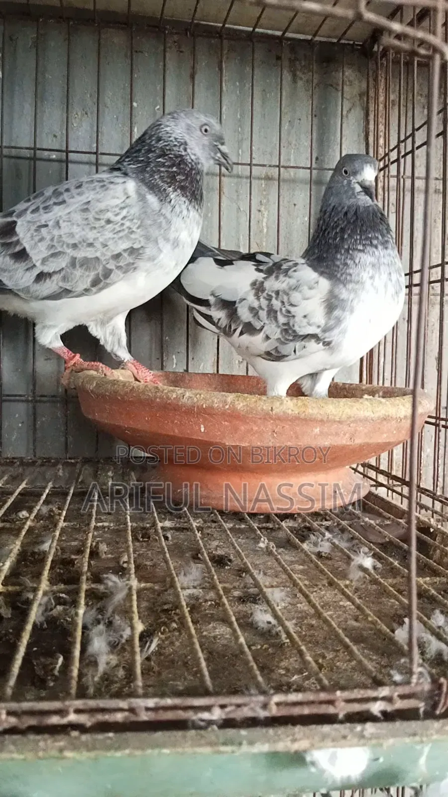 Racer and Giribaz Pigeons