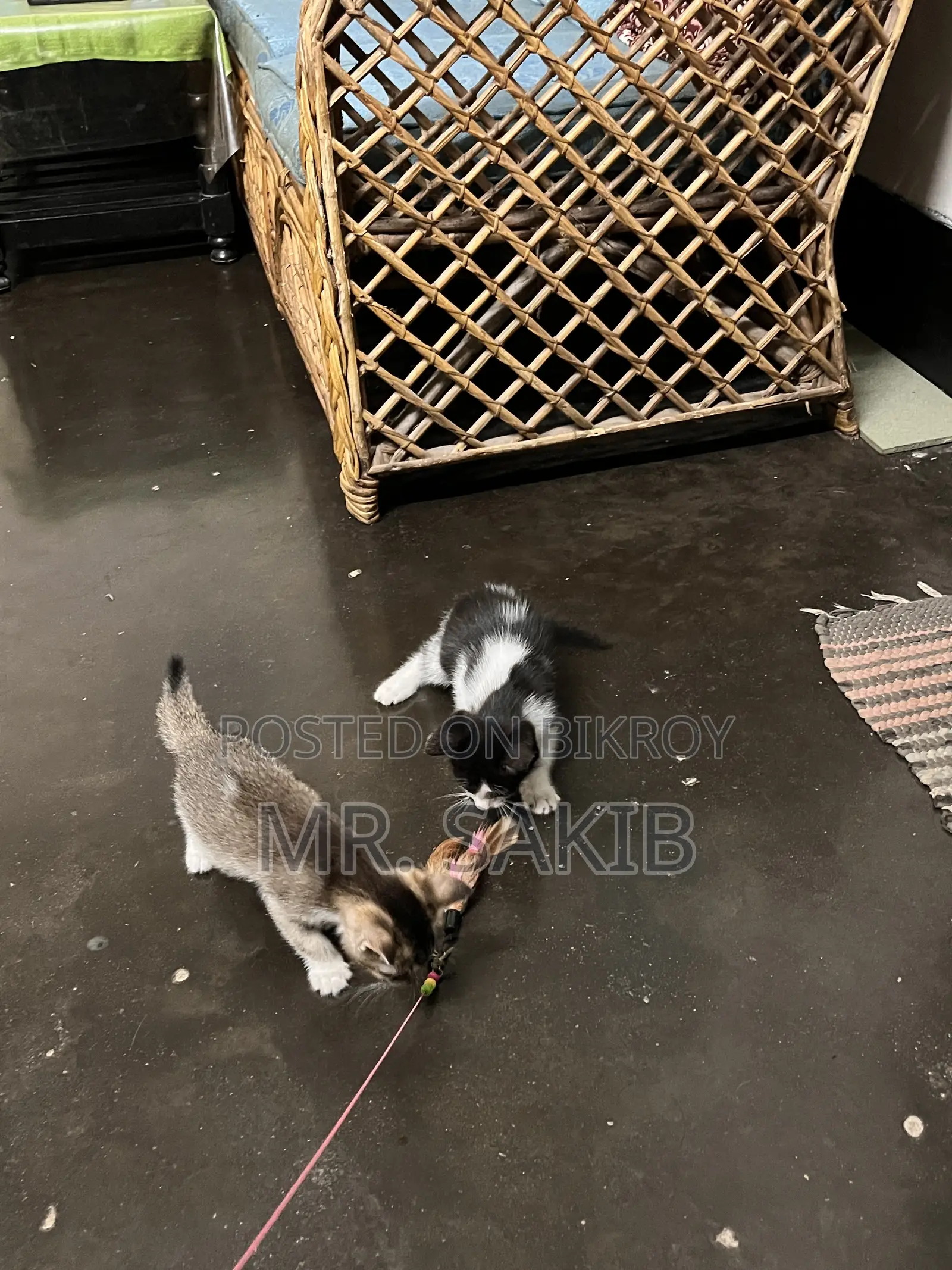 1-3 Months Male Mixed Breed Cat