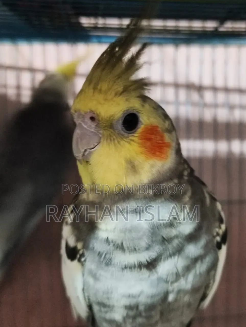 Male Cockatiel