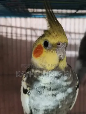 Male Cockatiel