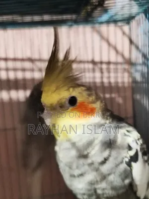 Male Cockatiel