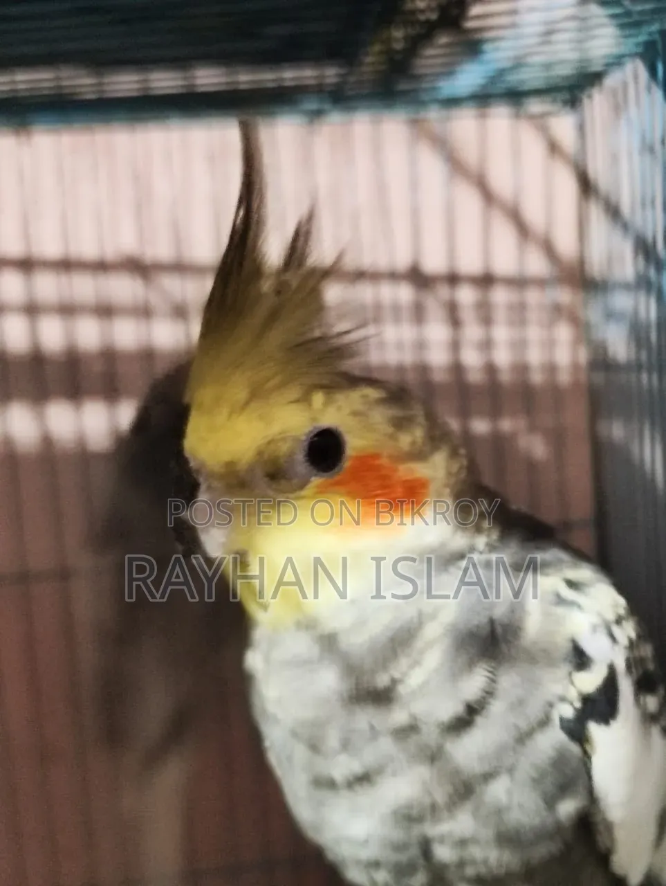 Male Cockatiel