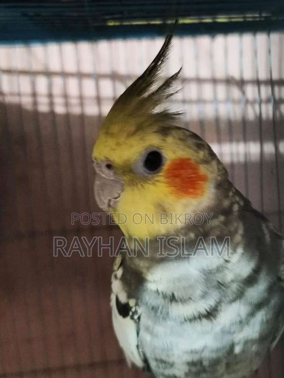 Male Cockatiel