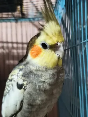 Male Cockatiel