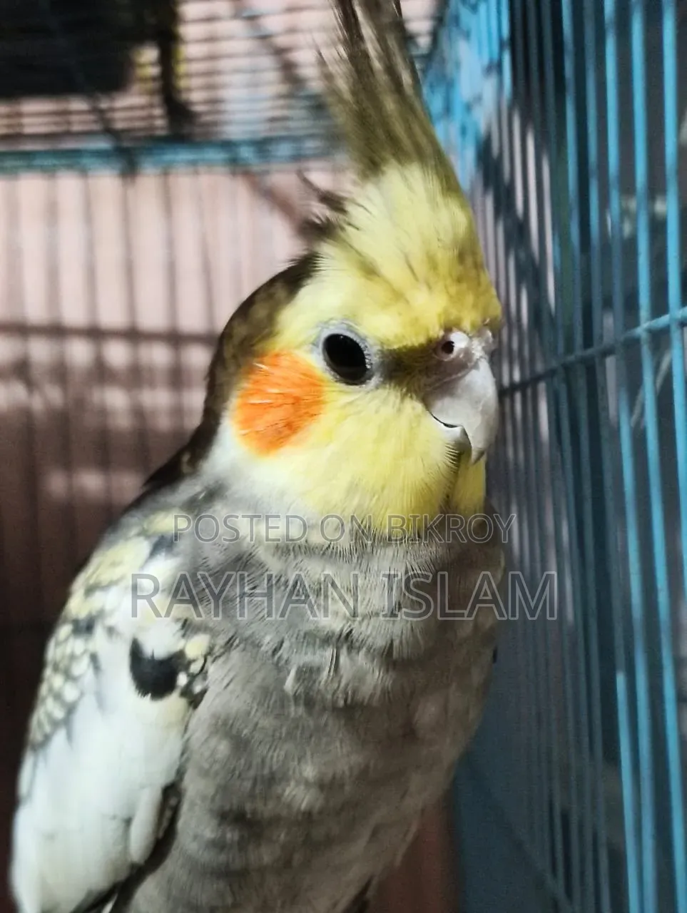 Male Cockatiel