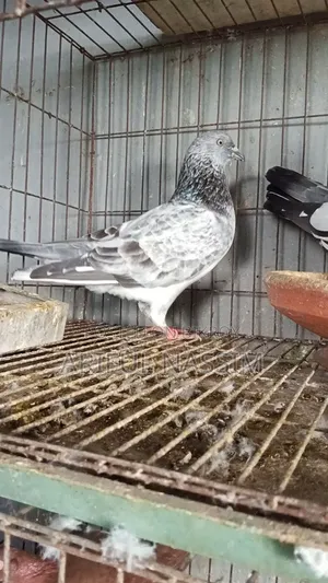 Racer and Giribaz Pigeons