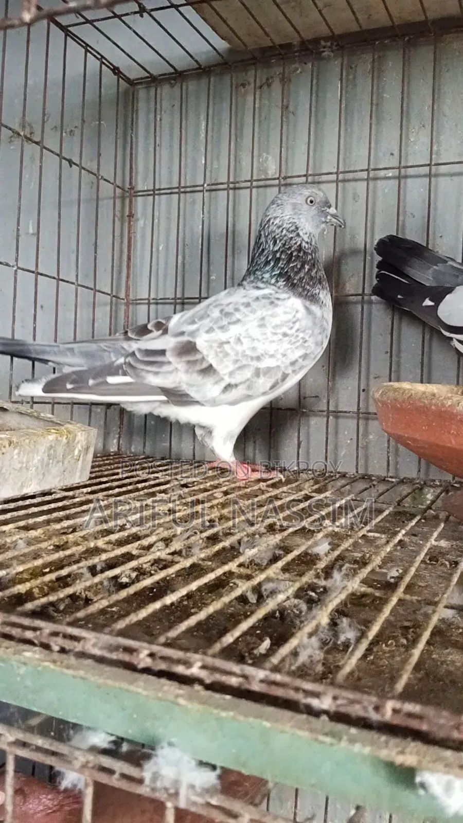 Racer and Giribaz Pigeons