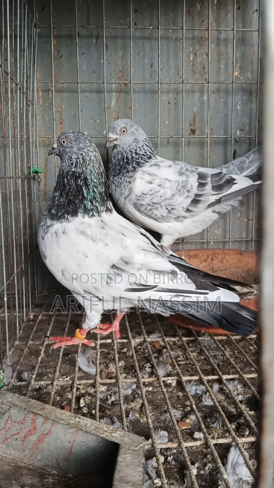 Racer and Giribaz Pigeons