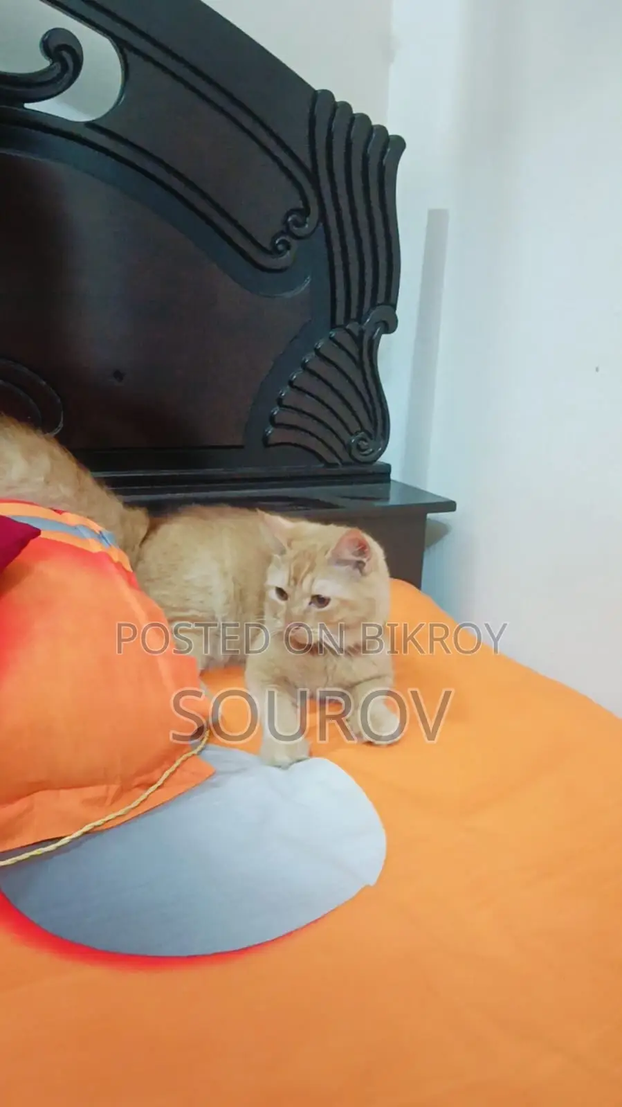 1-3 Months Male Mixed Breed Persian