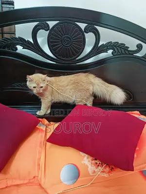 1-3 Months Male Mixed Breed Persian