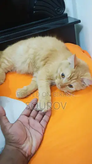 1-3 Months Male Mixed Breed Persian
