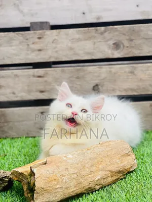 1-3 Months Male Purebred Persian