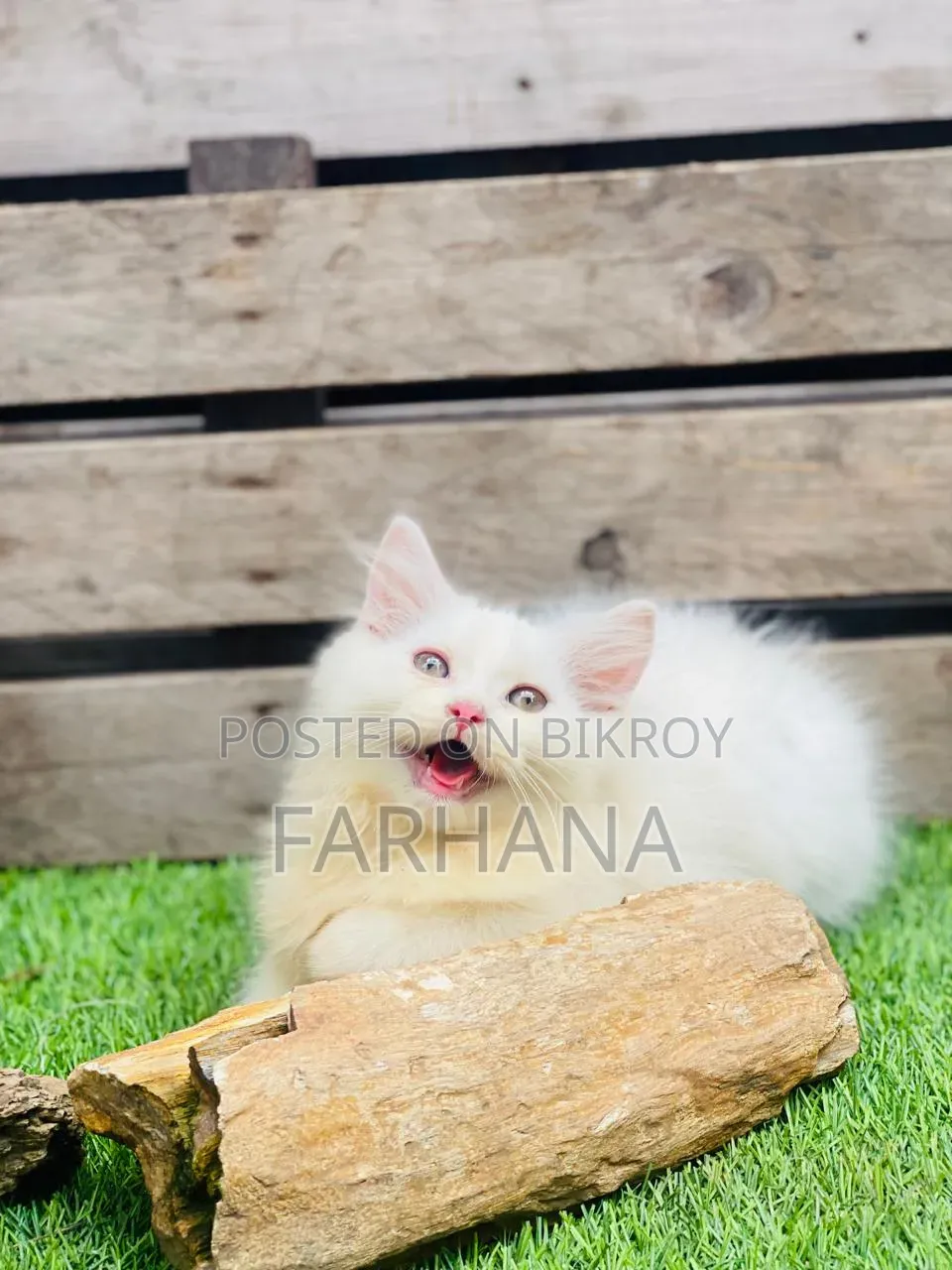 1-3 Months Male Purebred Persian