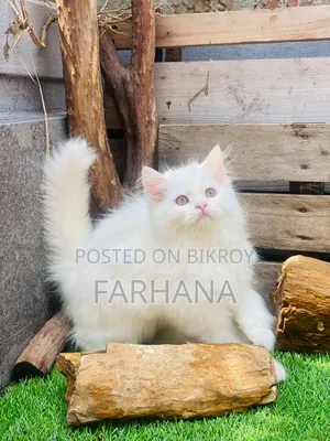 1-3 Months Male Purebred Persian