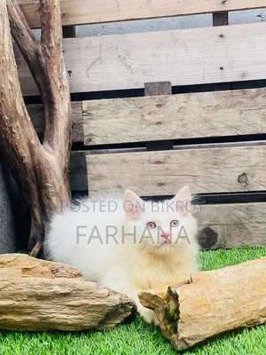 1-3 Months Male Purebred Persian
