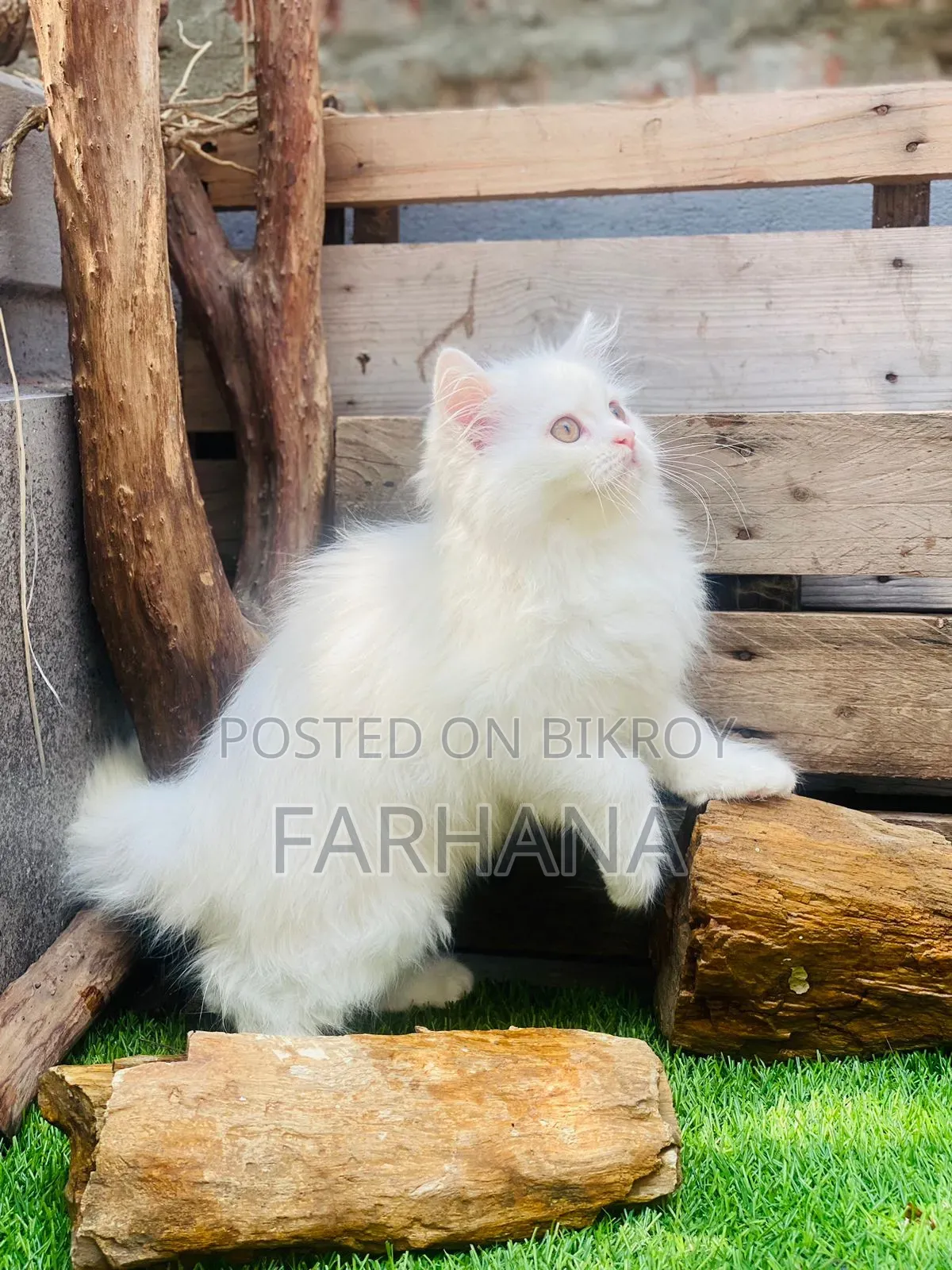 1-3 Months Male Purebred Persian