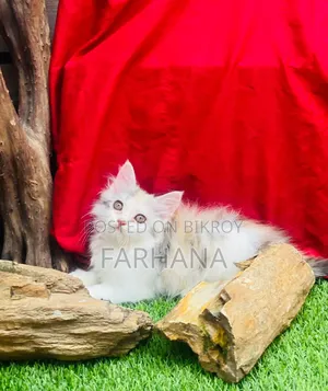 1-3 Months Female Purebred Persian