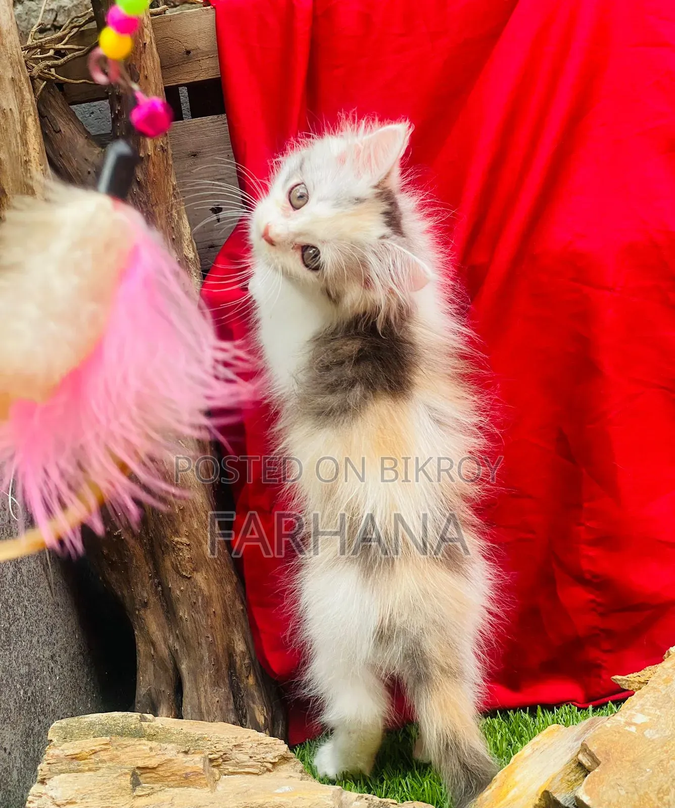 1-3 Months Female Purebred Persian