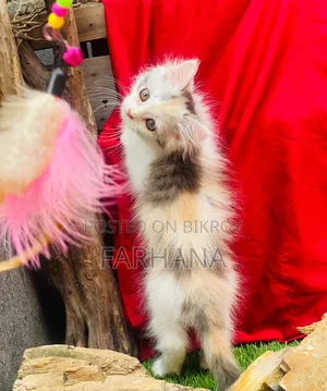 1-3 Months Female Purebred Persian