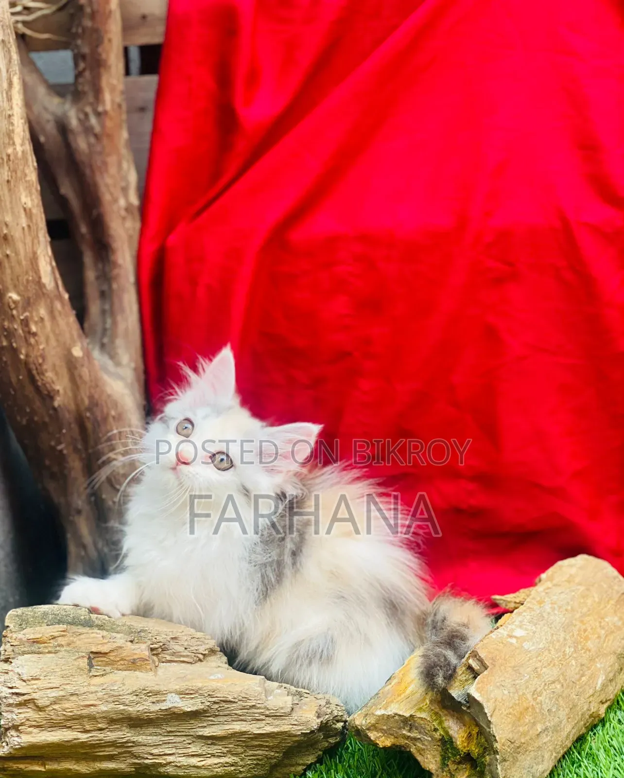 1-3 Months Female Purebred Persian