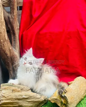 1-3 Months Female Purebred Persian