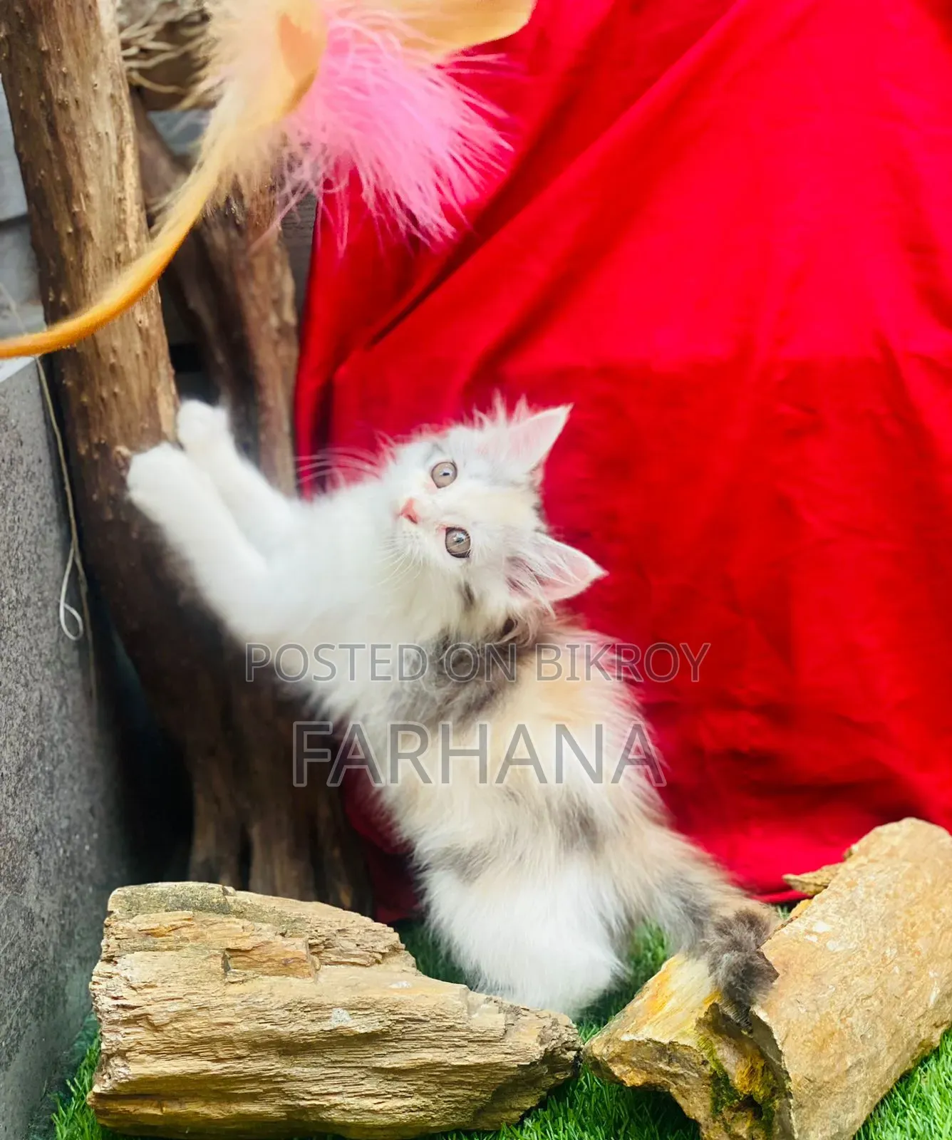 1-3 Months Female Purebred Persian