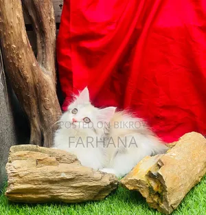 1-3 Months Female Purebred Persian