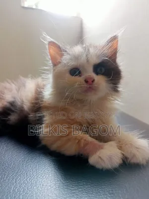0-1 Month Female Purebred Persian