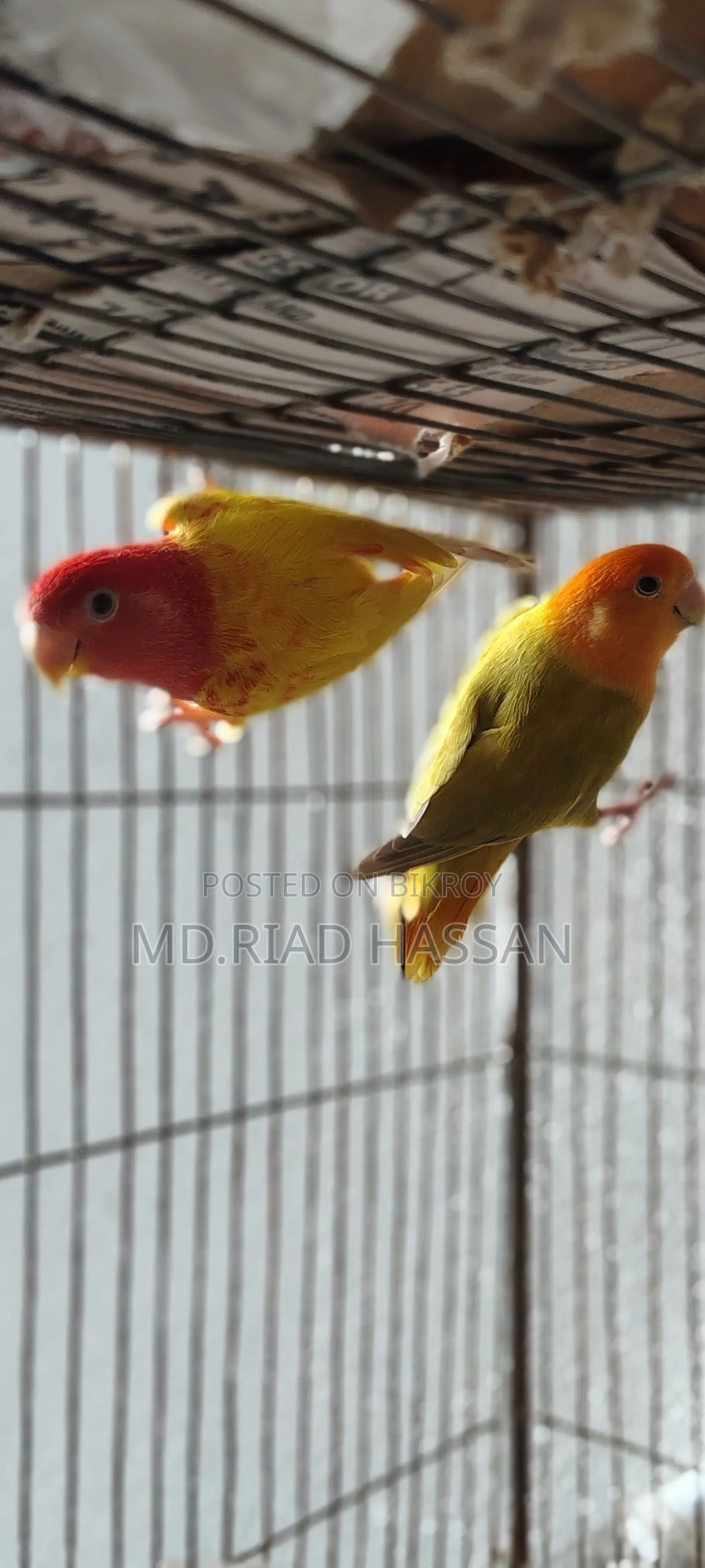 Love Bird 2 Pis