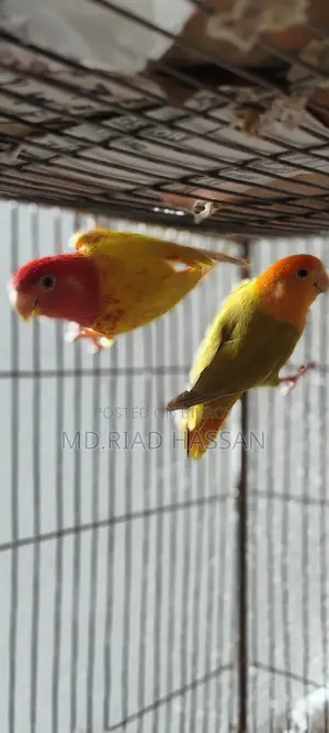 Love Bird 2 Pis