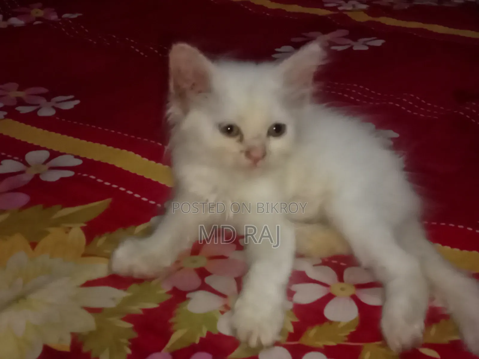 1-3 Months Female Purebred Persian