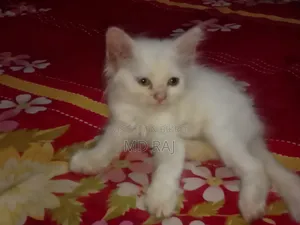 1-3 Months Female Purebred Persian