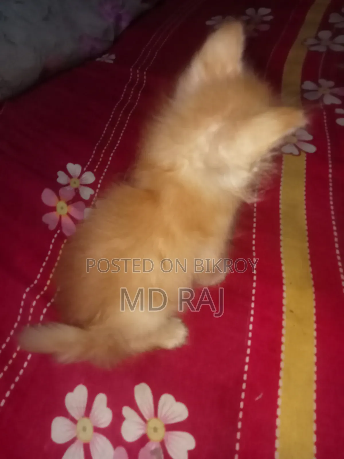 1-3 Months Female Purebred Persian