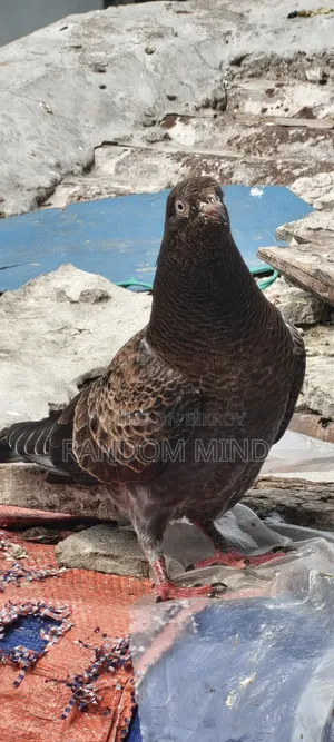 Sbujgola Kosha, Chila