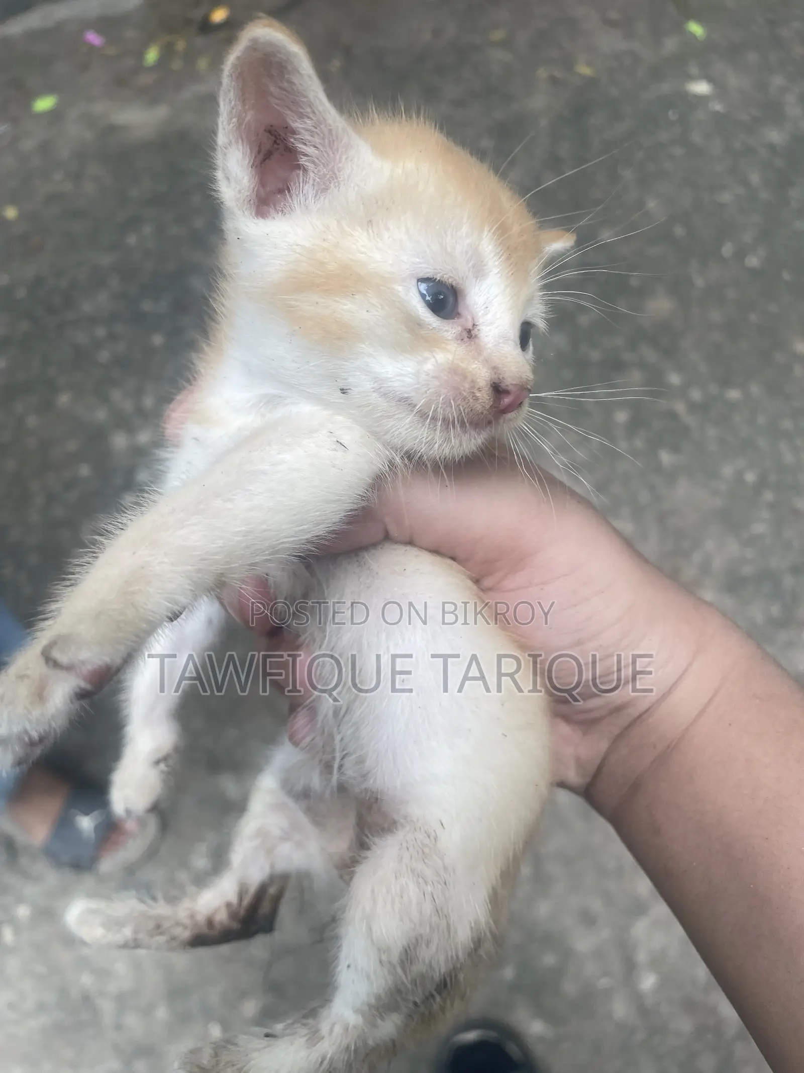 1-3 Months Female Mixed Breed Cat