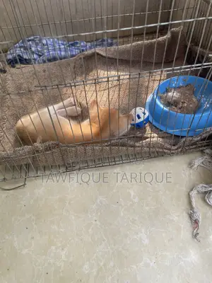 1-3 Months Female Mixed Breed Cat