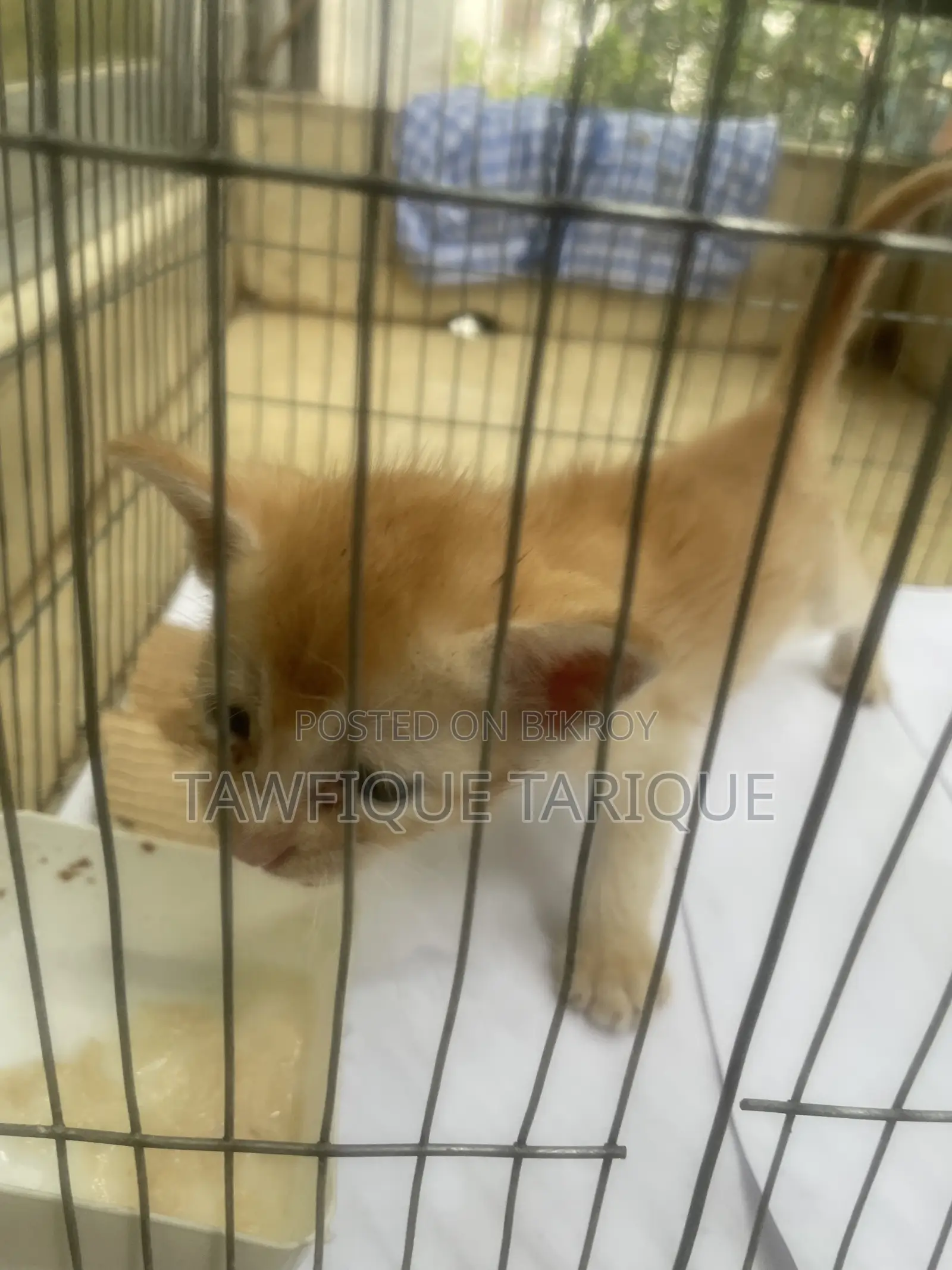 1-3 Months Female Mixed Breed Cat