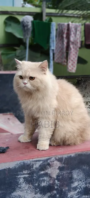 1+ Year Male Purebred Persian