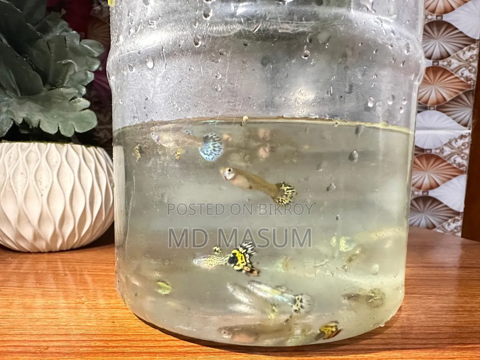 Aquarium fish for sale at an affordable price.