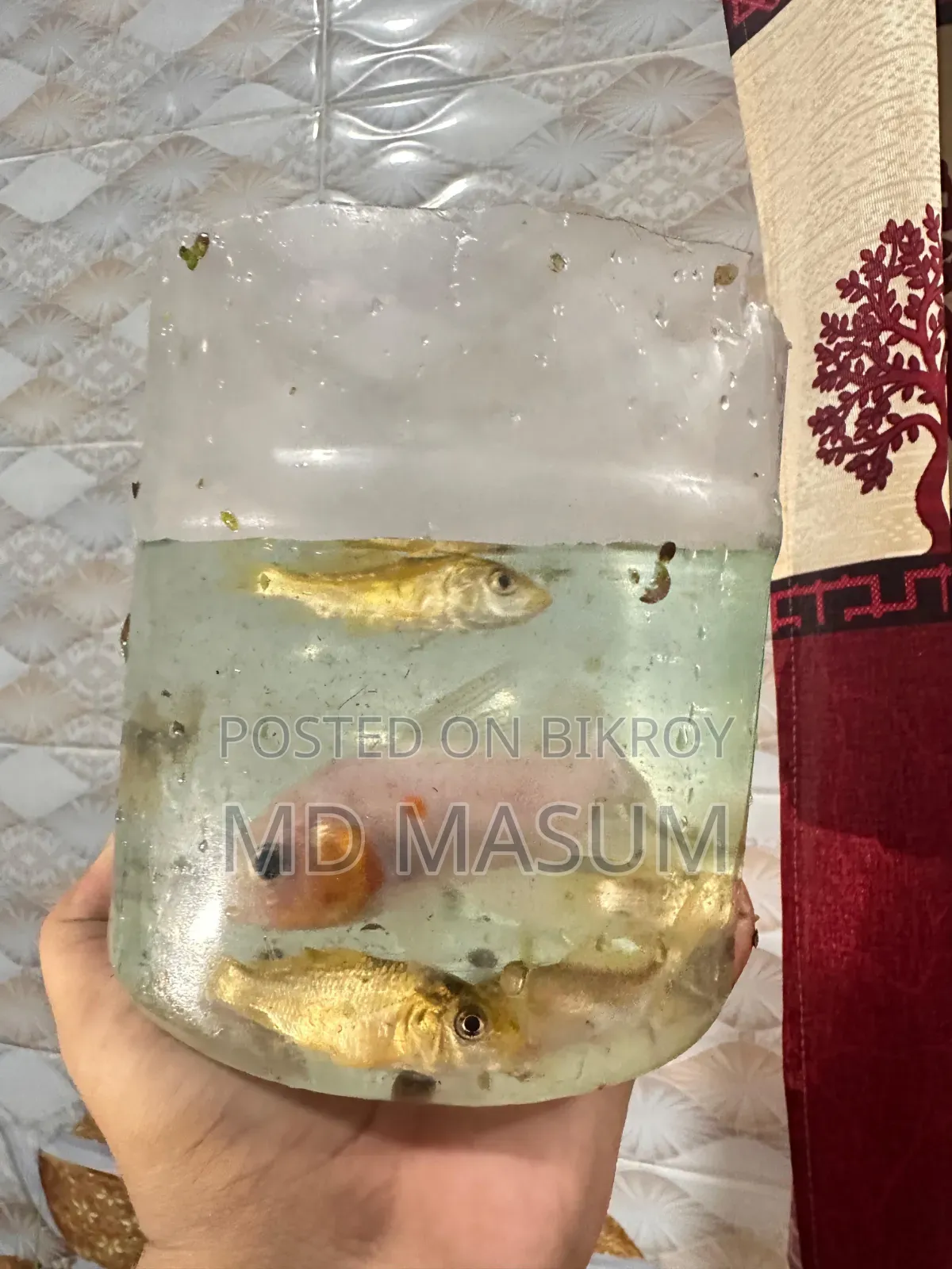 Aquarium fish for sale at an affordable price.