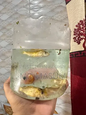 Aquarium fish for sale at an affordable price.