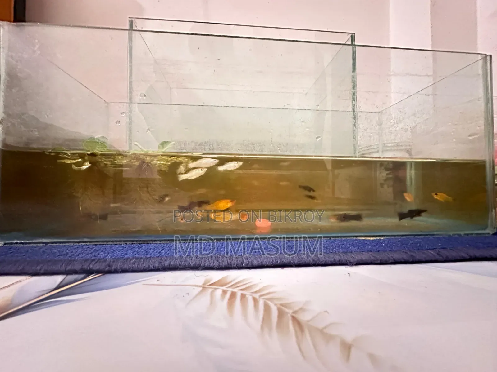 Aquarium fish for sale at an affordable price.