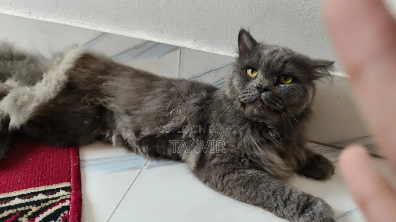 1+ Year Male Purebred Maine Coon