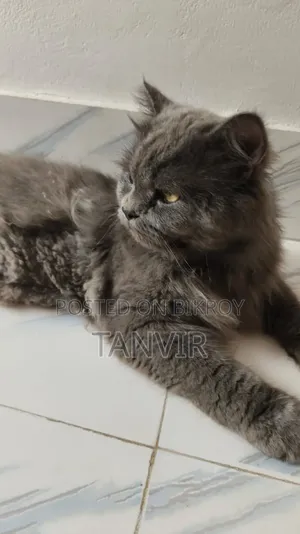 1+ Year Male Purebred Maine Coon