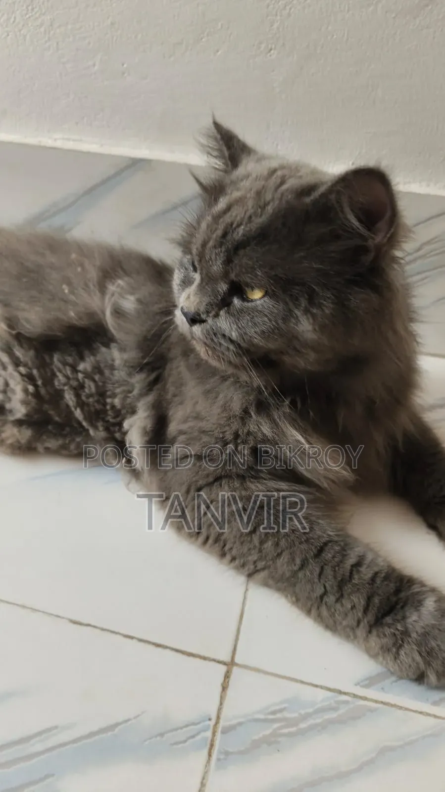 1+ Year Male Purebred Maine Coon