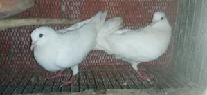 Running Pair